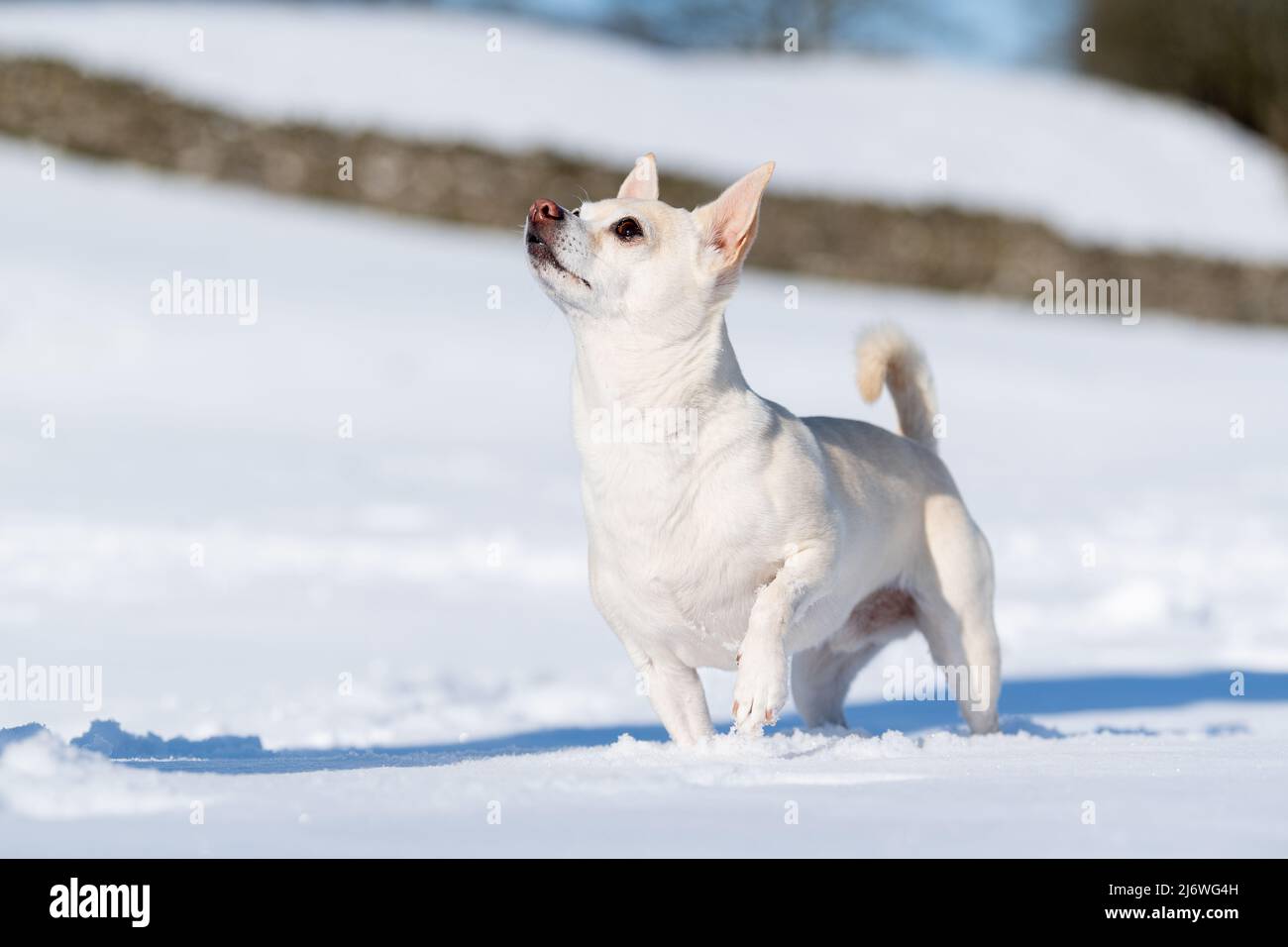 Chihuahua cane che gioca nella neve, North Yorkshire, Regno Unito. Foto Stock