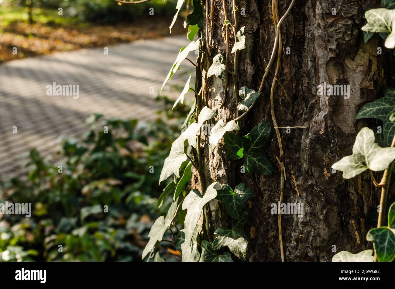 Novi Sad, Serbia - 23 novembre 2020: Edera selvaggia avvolta intorno ad un albero sempreverde nel Parco Nazionale della Città di Novi Sad. Foto Stock