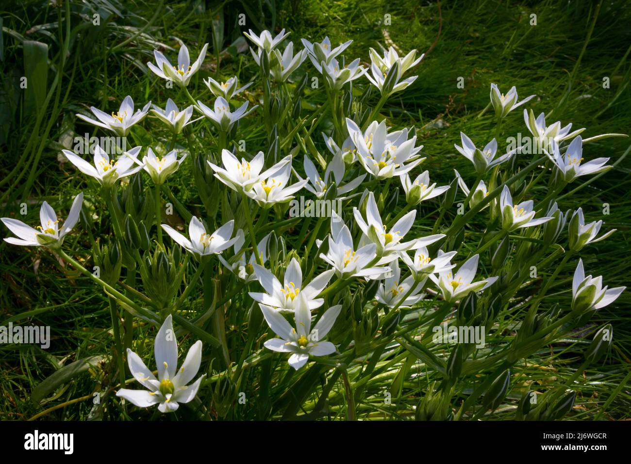 Fiori bianchi di Ornithogalum, Stella di Betlemme, nel giardino Foto Stock