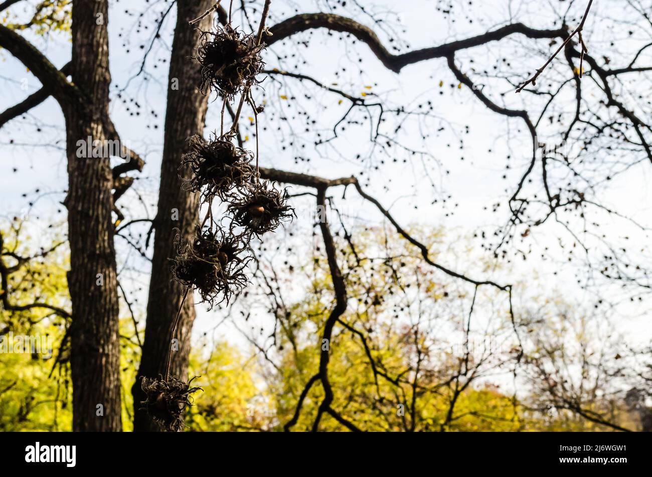 Novi Sad, Serbia - 23 novembre 2020: Nocciole mature su rami di alberi nel Parco Nazionale della Città di Novi Sad. Foto Stock