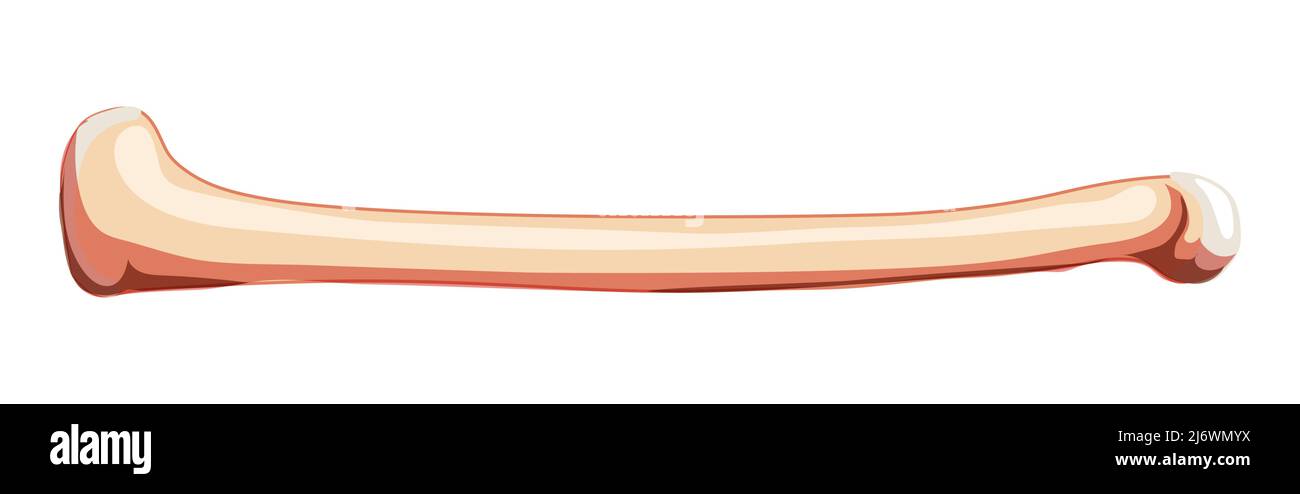 Femore Tigh Bone Skeleton Vista laterale lato umano. Correzione anatomica 3D concetto di colore naturale piatto realistico illustrazione vettoriale dell'anatomia isolata su sfondo bianco Illustrazione Vettoriale