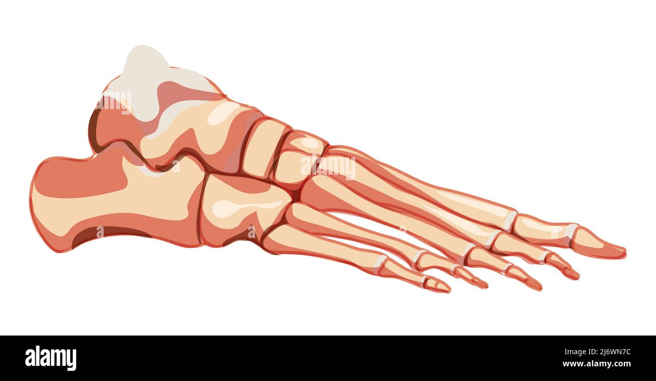 Ossa di piede e caviglia scheletro umano articolazioni della vista laterale anatomicamente corrette, falangi della punta, cuboidi, metatarsali, naviculari, cuneiforme. Disegno vettoriale a colori naturali piatti realistici Illustrazione Vettoriale
