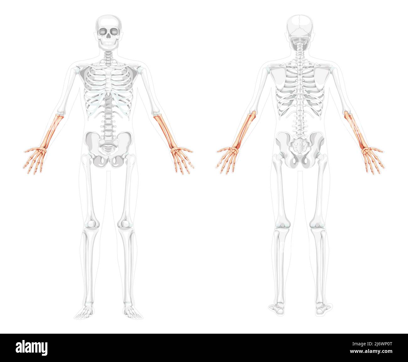 Scheletro degli avambracci la vista frontale della mano umana con due bracci si pone con una posizione delle ossa parzialmente trasparente. 3D concetto di colore naturale piatto realistico illustrazione vettoriale dell'anatomia isolata su sfondo bianco Illustrazione Vettoriale