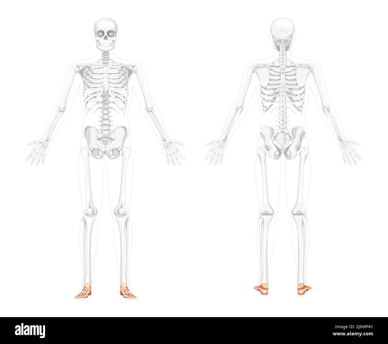 Caviglia piedi ossa scheletro Vista posteriore anteriore umana con posa aperta a due bracci con posizione del corpo parzialmente trasparente. Disegno vettoriale di anatomia isolata su sfondo bianco Illustrazione Vettoriale