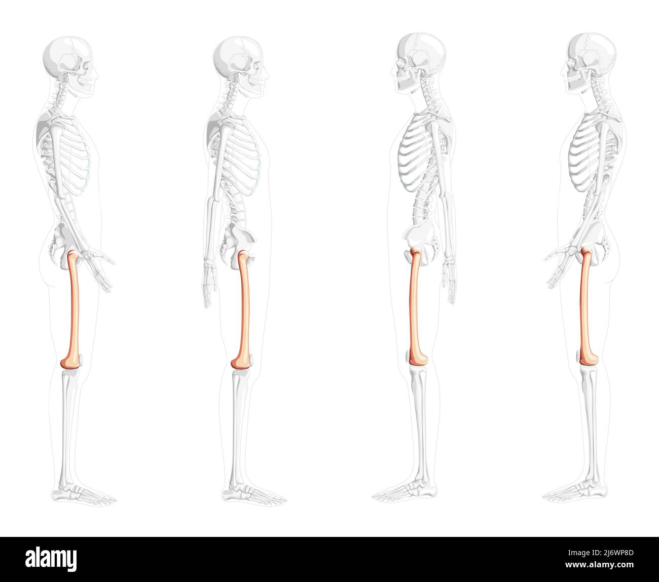Scheletro femore coscia osso Vista laterale umana con posizione delle ossa parzialmente trasparente. 3D correzione anatomica realistico piatto naturale concetto di colore illustrazione vettoriale isolato su sfondo bianco Illustrazione Vettoriale
