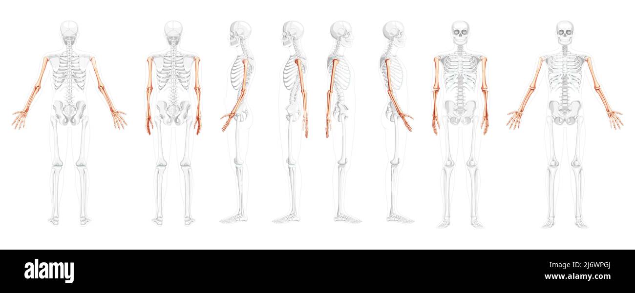 Set di Skeleton Arms Vista laterale anteriore posteriore umana con posizione delle ossa parzialmente trasparente. Mani, avambracci realistico piatto di colore naturale concetto vettoriale illustrazione di anatomia isolata su sfondo bianco Illustrazione Vettoriale