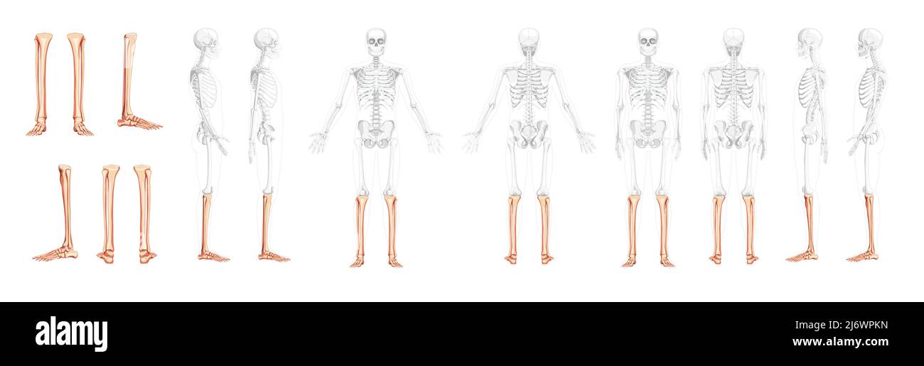 Set di tibia, piede, caviglia della gamba dello scheletro, vista laterale posteriore anteriore umana con posizione delle ossa parzialmente trasparente. 3D disegno vettoriale di colore naturale piatto realistico dell'anatomia isolata su sfondo bianco Illustrazione Vettoriale