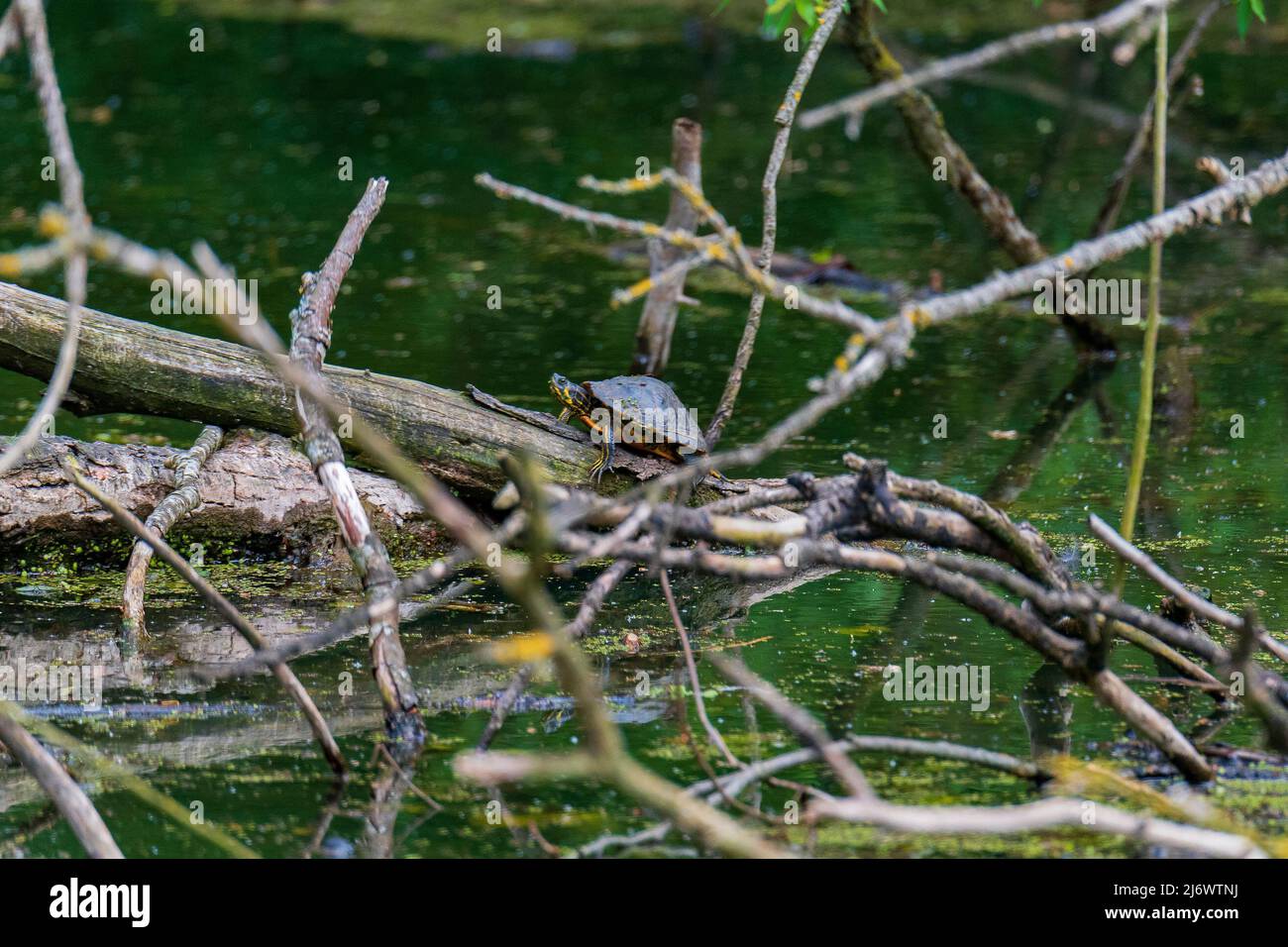 Terrapin poggiato su un ramo in uno stagno. Foto Stock