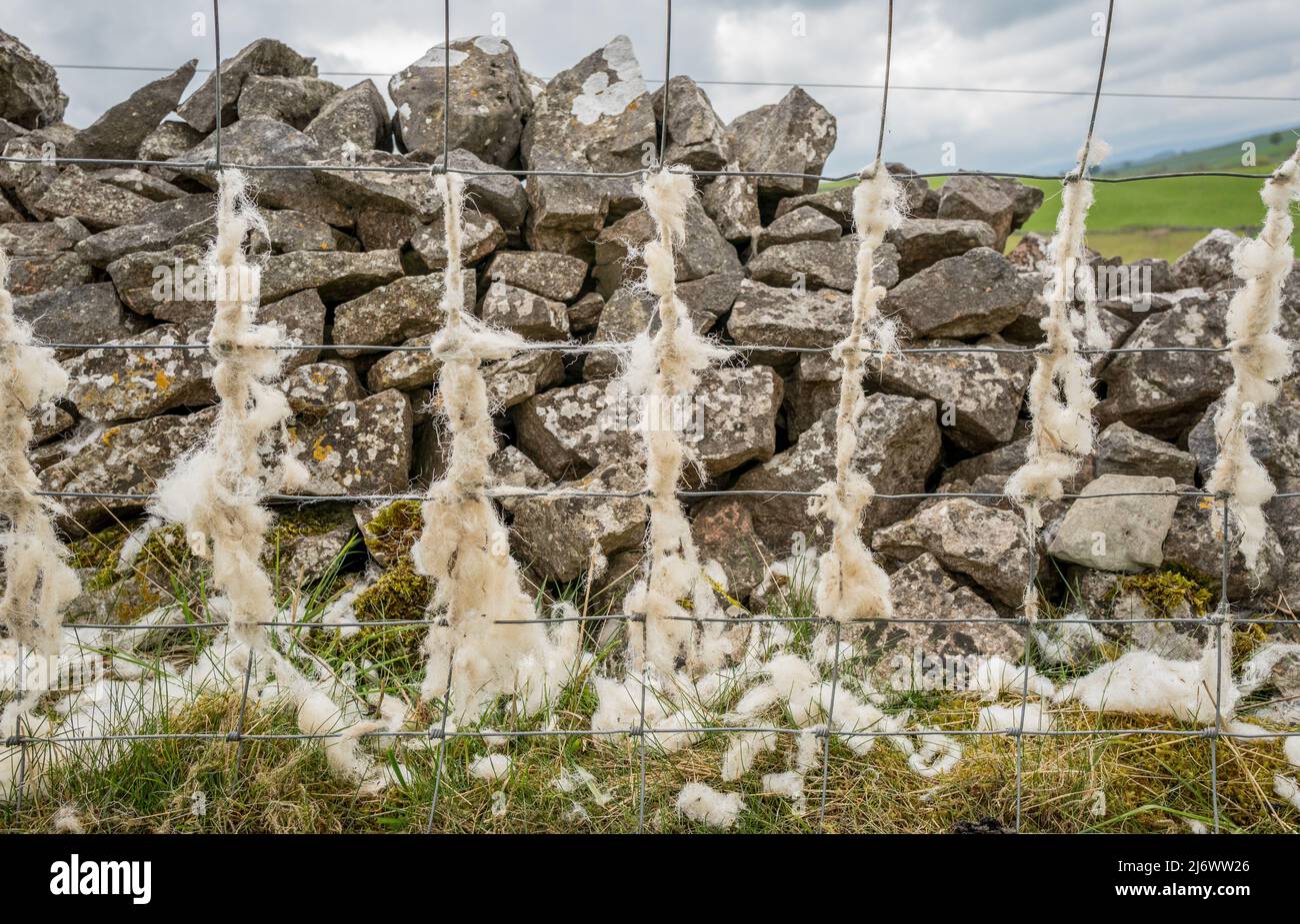 Pecora Penistone che stendendo i loro cappotti di lana su recinzioni di filo. Foto Stock