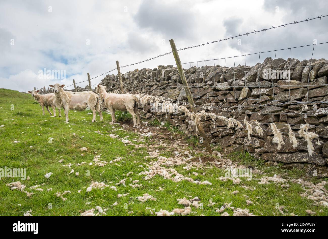 Pecora Penistone che stendendo i loro cappotti di lana su recinzioni di filo. Foto Stock