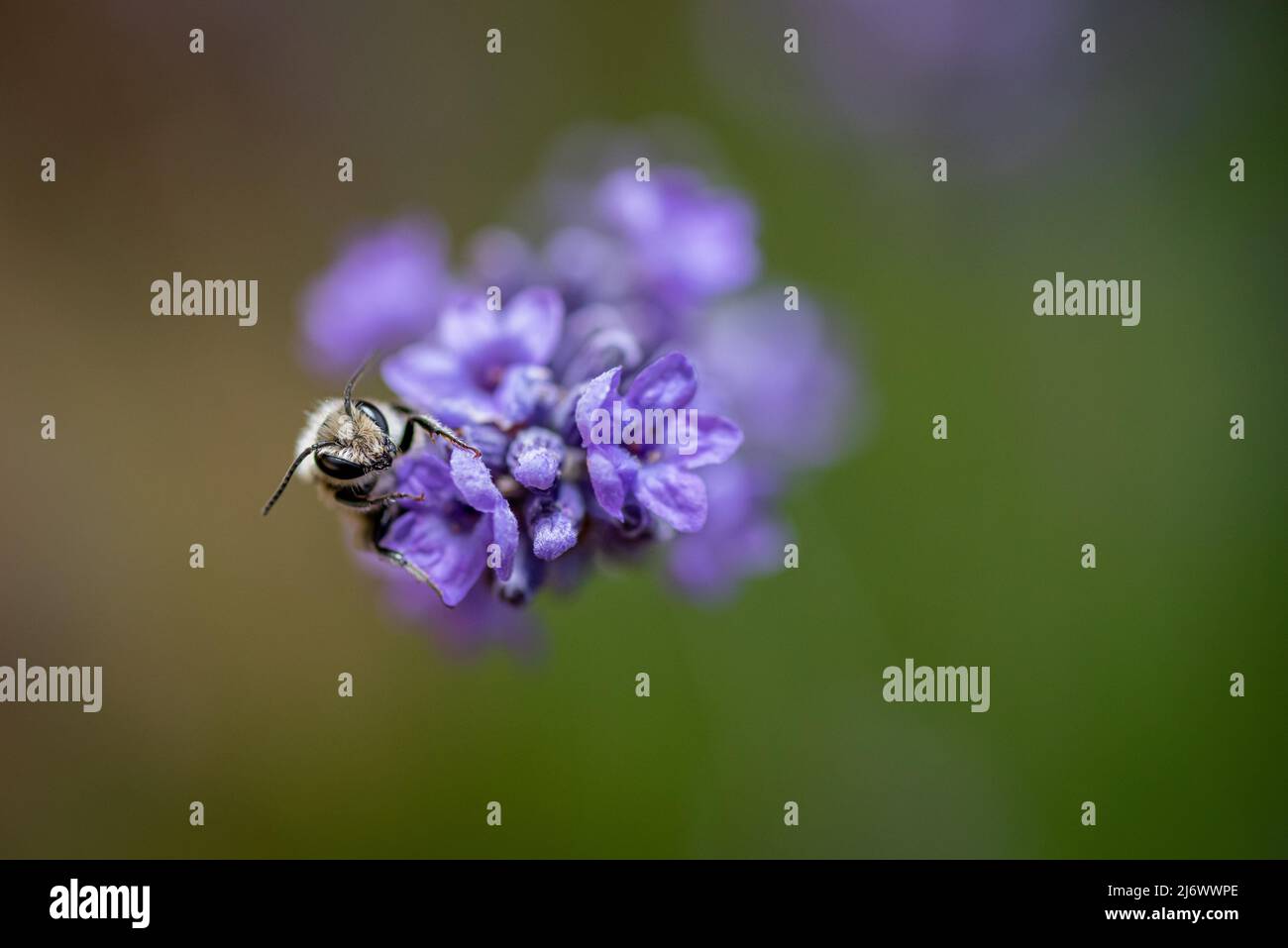 Macro di un'ape di miele su una lavanda (lavandula angustifolia) fiore con sfondo sfocato bokeh Foto Stock