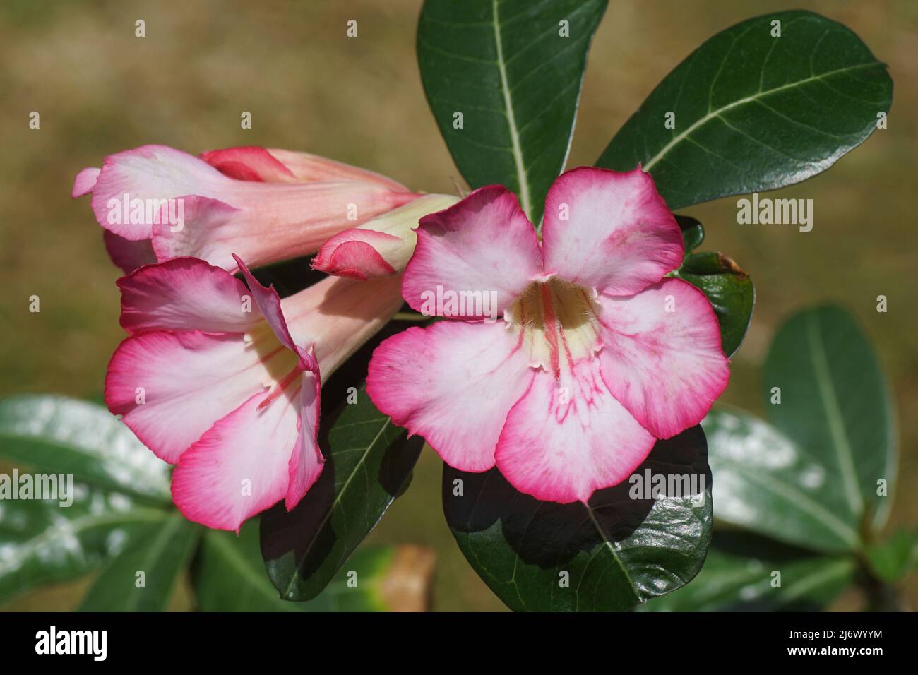 Primo piano fiori di Adenium Obesum, Desert Rose Plant, famiglia dogbane Apocynaceae. Casalinga. Giardino sfocato. Primavera, Paesi Bassi. Foto Stock