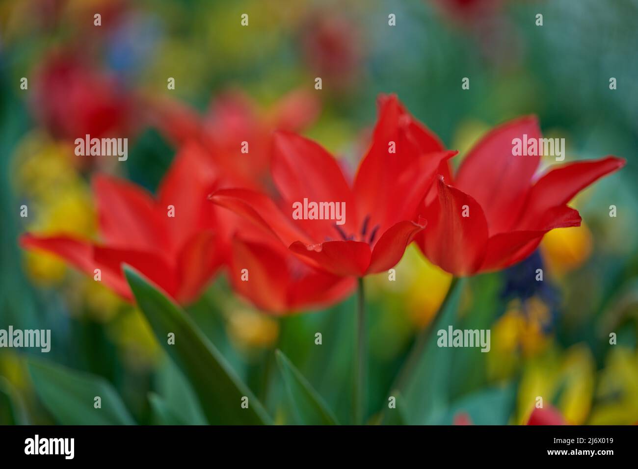 Lussureggianti, colorati tulipani rossi tulipano tulipa fiore fiori in primo piano Foto Stock