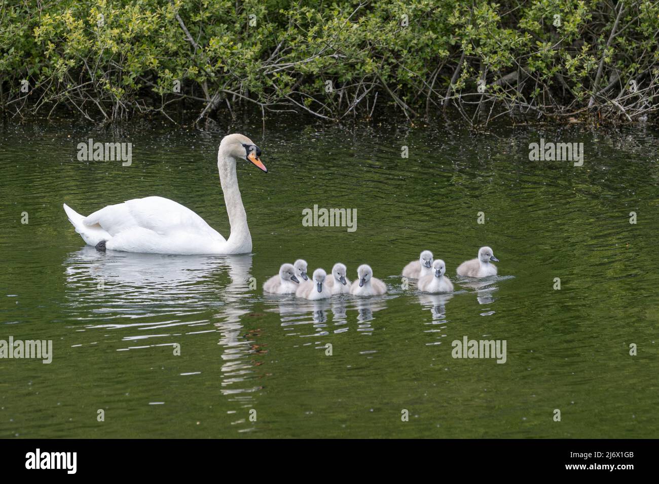 Mute cigno (Cygnus olor) con otto giovani cigneti in stagno durante maggio, Hampshire, Inghilterra, Regno Unito Foto Stock
