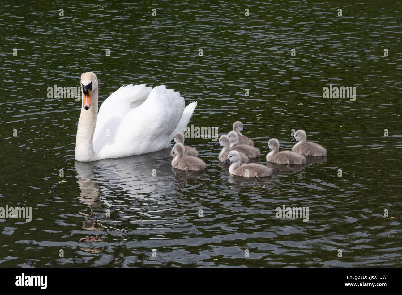 Mute cigno (Cygnus olor) con otto giovani cigneti in stagno durante maggio, Hampshire, Inghilterra, Regno Unito Foto Stock