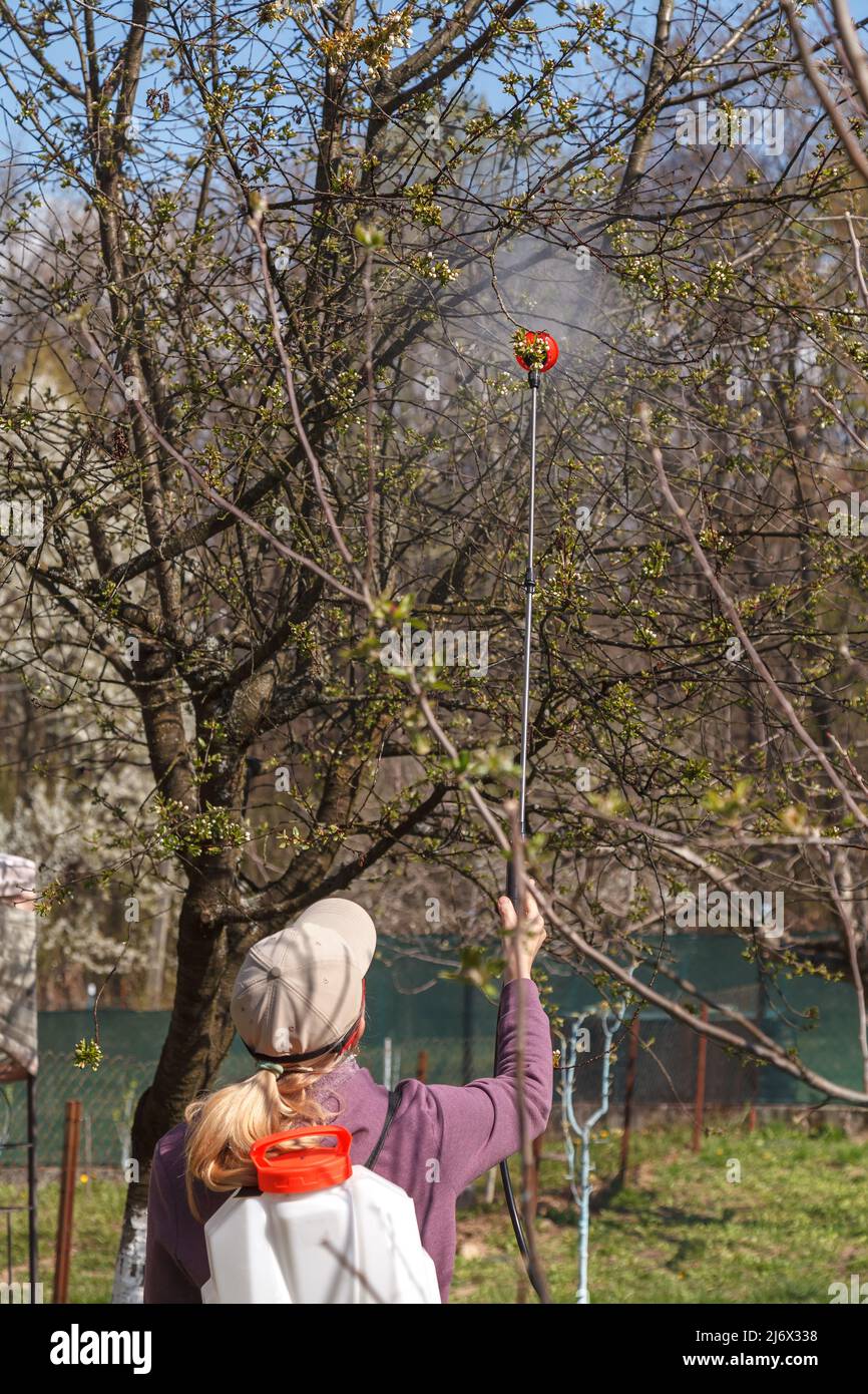 Una donna lavora nel giardino di primavera e spruzzare con un spray ricaricabile sostanze chimiche contro parassiti e insetti su un albero di frutta. Foto Stock