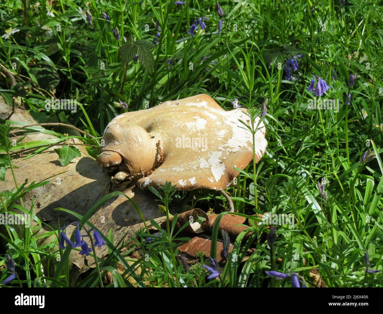 Strano fungo sagomato tra campanili in bosco inglese Foto Stock