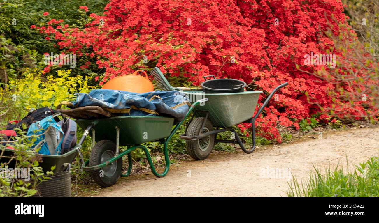 Primo piano intimo giardino paesaggio di tre carriole contro luminoso rosso  rododendro cespuglio, trovato still-life Foto stock - Alamy