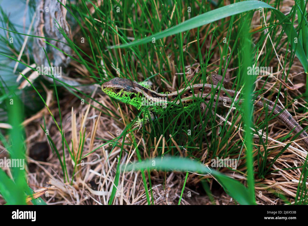 Unione ramarro (Lacerta viridis) Foto Stock