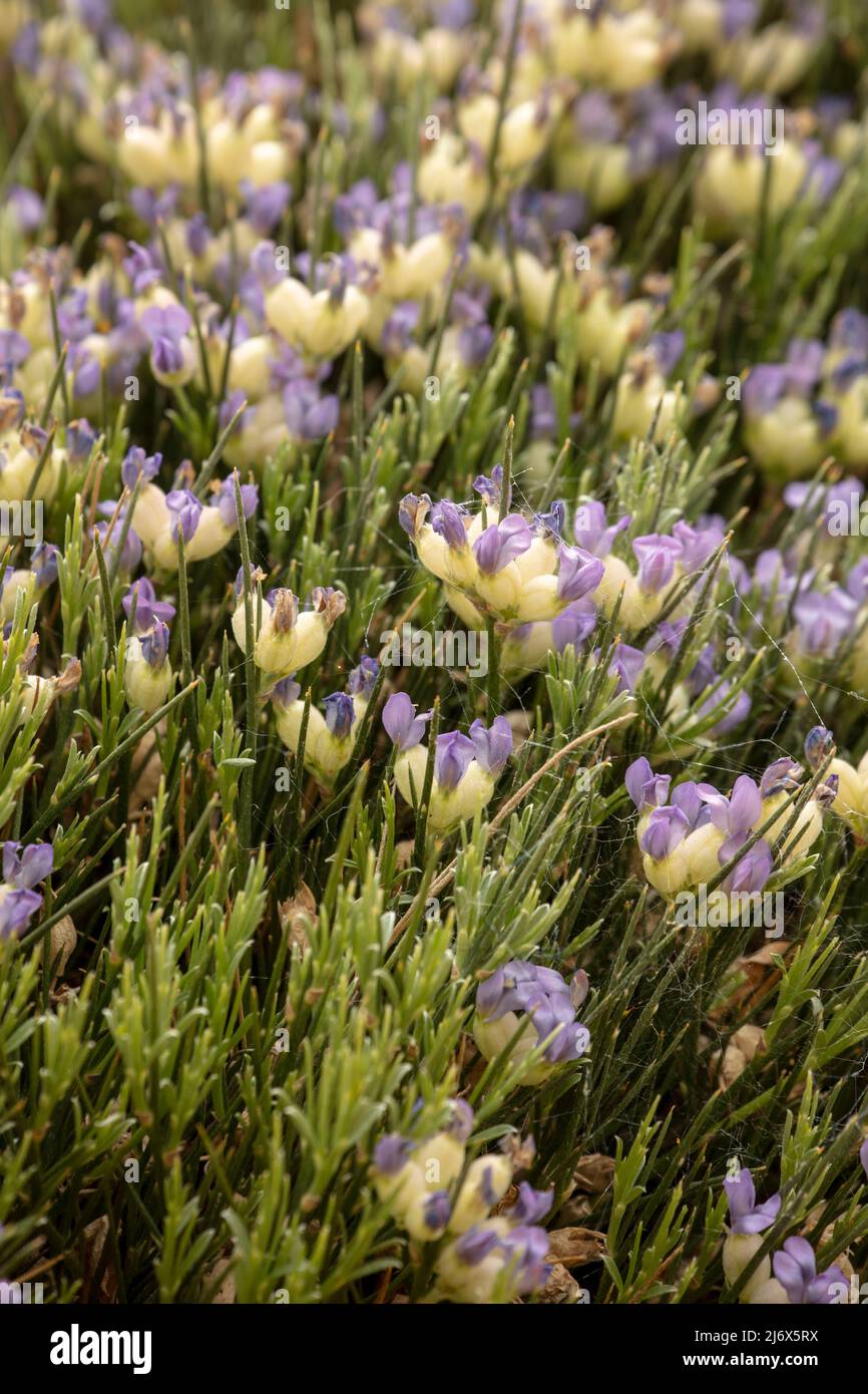 Primo piano ritratto di piante e fiori di Erinacea antyllis, scopa di hedgehog, in piena fioritura Foto Stock