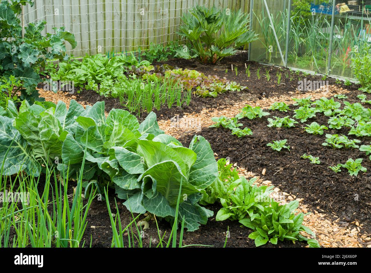 Un giardino vegetale di stile di no-dig in primavera dove compost è sparso sulla superficie di suolo come un pacciame e processi naturali sono permessi per effettuare la coltura. Foto Stock