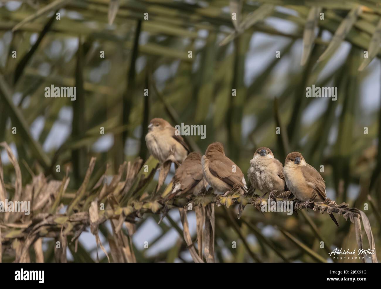 Silverbils indiano (Lonchura malabarica) uccello che perching sul ramo di albero. Foto Stock