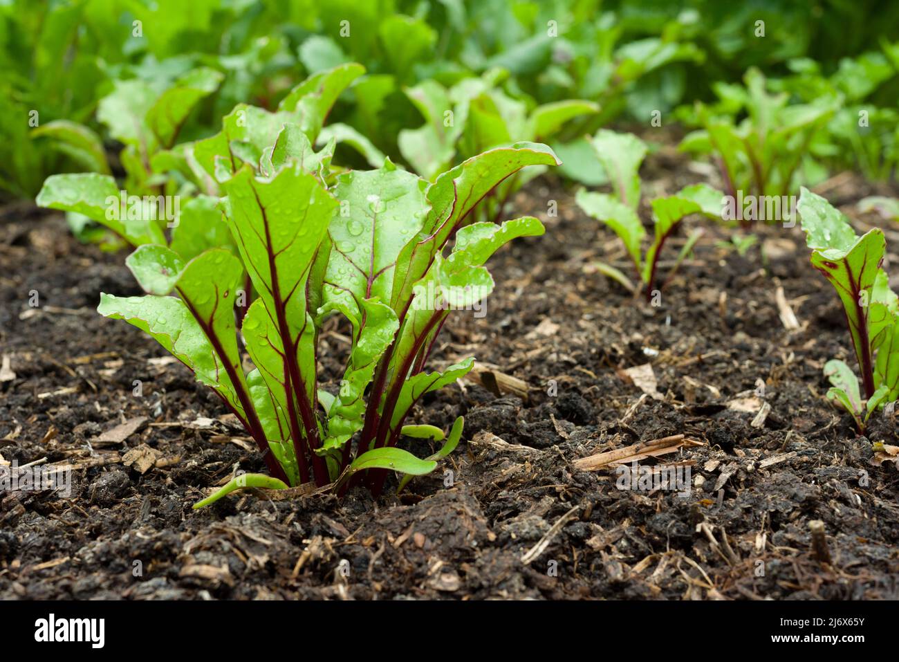 Giovane multi-semown F1 piante di barbabietola di Pablo che crescono in un giardino vegetale in stile no-dig in primavera. Foto Stock