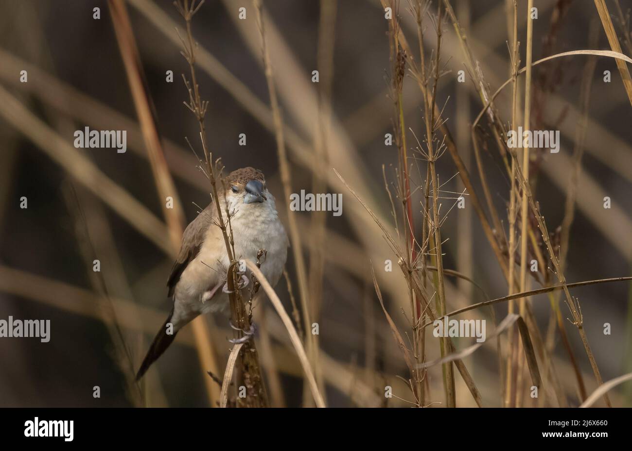 Silverbils indiano (Lonchura malabarica) uccello che perching sul ramo di albero. Foto Stock