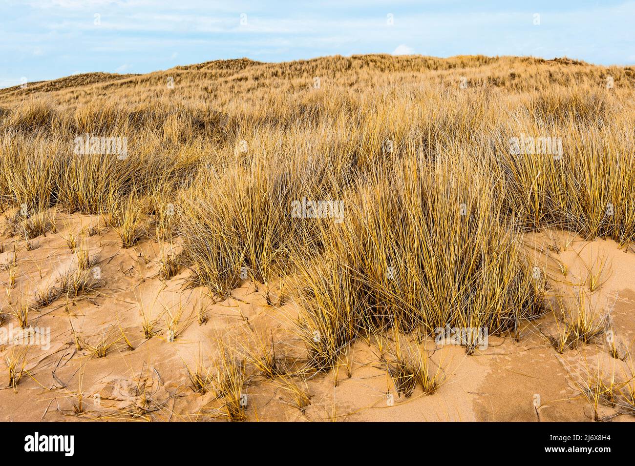 Dune Grasses lungo le rive del lago Michigan nel Ludington state Park vicino a Ludington, Michigan, USA. Foto Stock