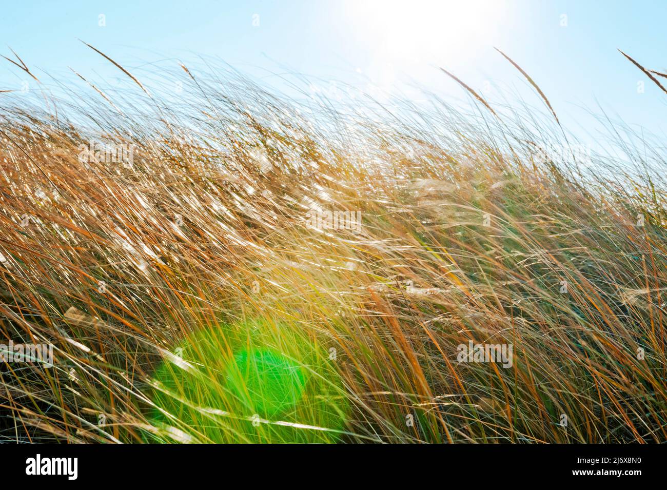 Dune Grasses lungo le rive del lago Michigan nel Ludington state Park vicino a Ludington, Michigan, USA. Foto Stock