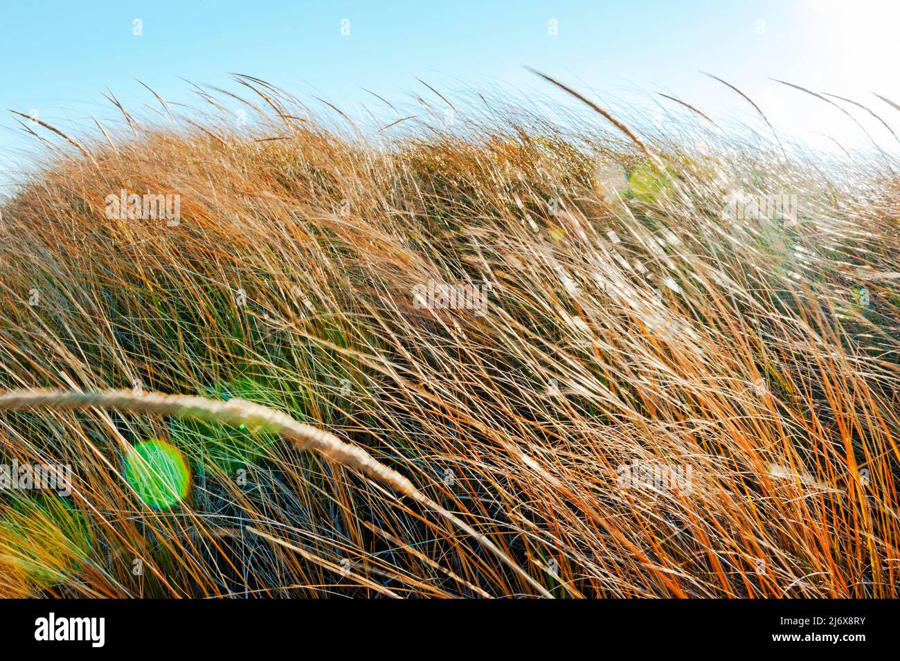 Dune Grasses lungo le rive del lago Michigan nel Ludington state Park vicino a Ludington, Michigan, USA. Foto Stock