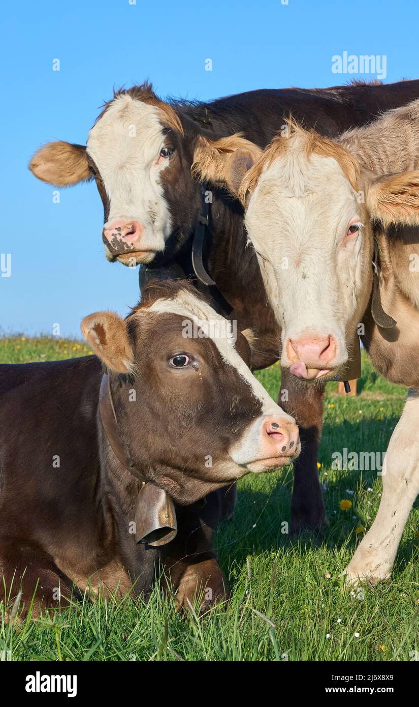 Divertenti giovani mucche da latte al pascolo nella zona di Allgaeu, Alpi bavaresi, Germania Foto Stock