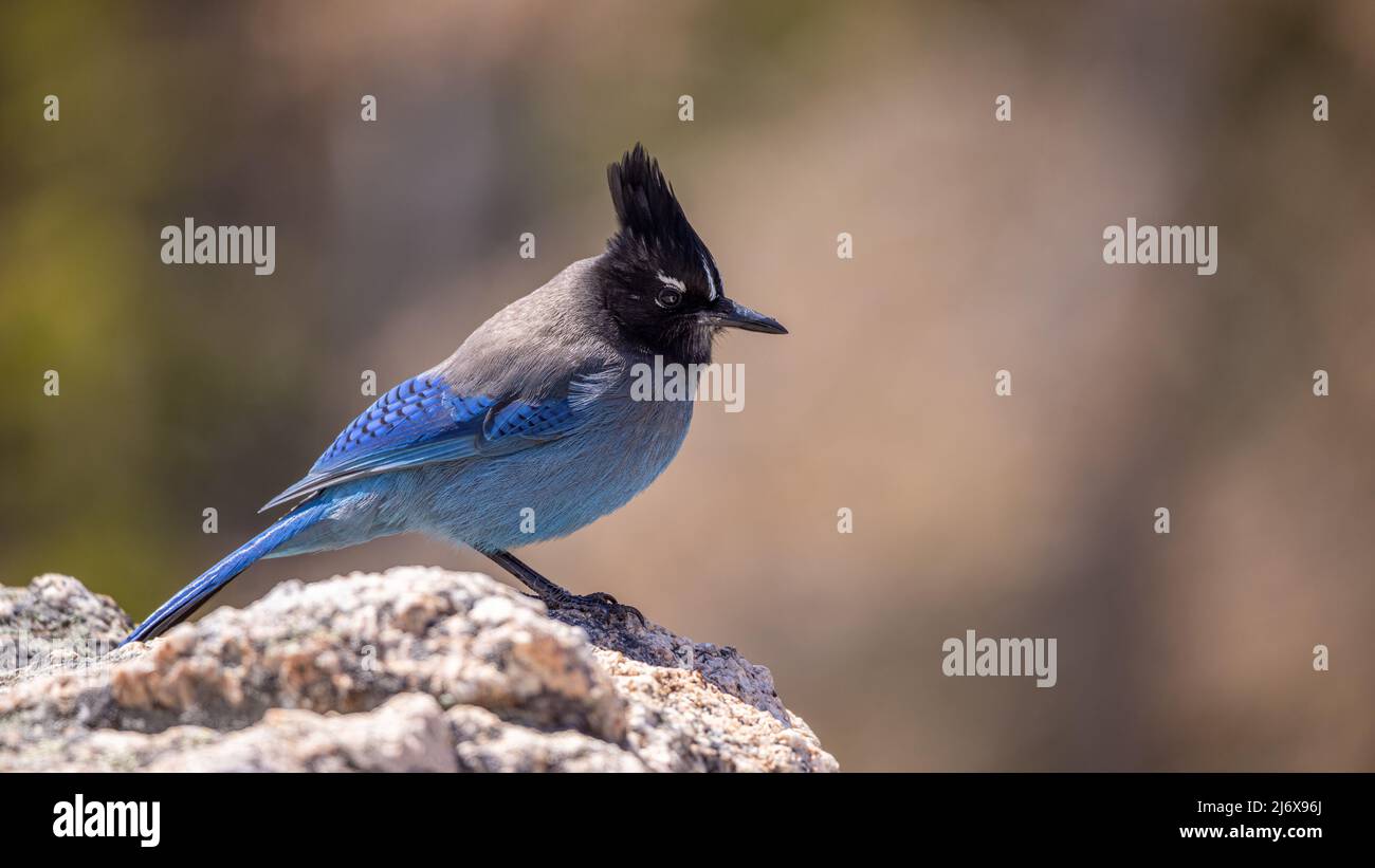 Primo piano di un bellissimo, vivace, blu Steller's Jay (Cyanocitta stelleri) songbird arroccato su una roccia. Jay lungo crestato di montagna o jay di pino Foto Stock