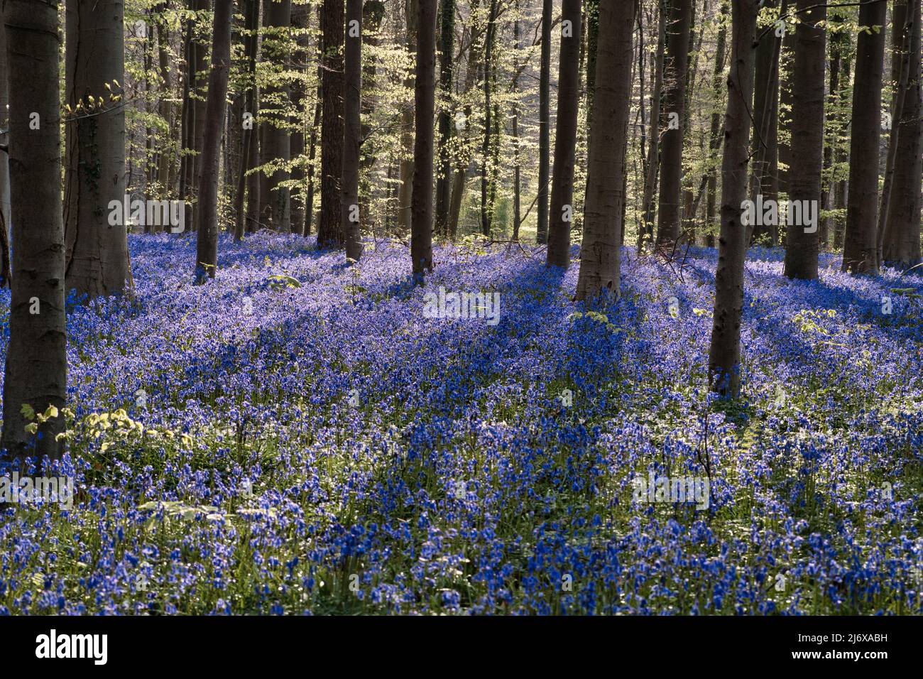 bluebells all'alba nella foresta bluebell di Hallerbos Belgio Foto Stock