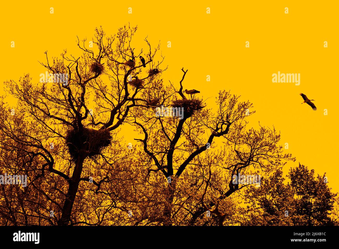Cicogne bianche (Ciconia ciconia) nidificanti in albero a grandi cormorani (Phalacrocorax carbo) colonia sagome contro il cielo arancione tramonto in primavera Foto Stock
