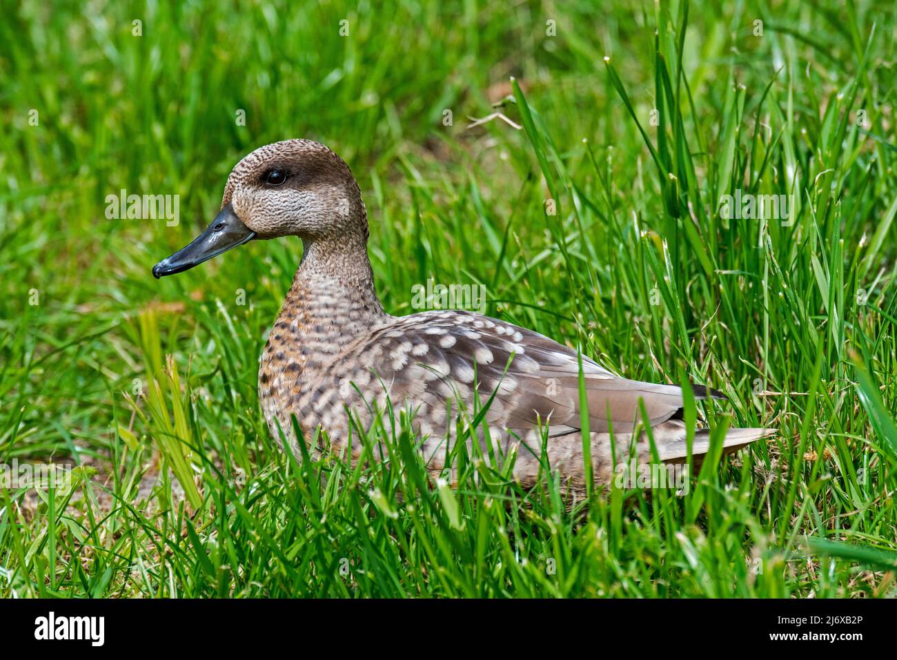 Anatra marmorizzata / teal marmorizzato (Marmaronetta angustirostris) originaria dell'Europa meridionale, dell'Africa settentrionale e dell'Asia Foto Stock