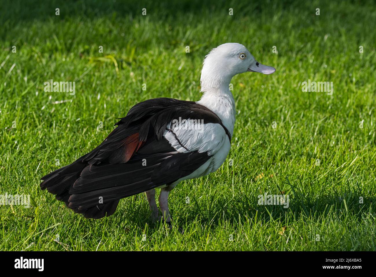 Radjah shelduck / raja shelduck / Black-backed shelduck / Burdekin anatra (Radjah radjah / Tadorna radjah) nativo della Nuova Guinea e Australia Foto Stock