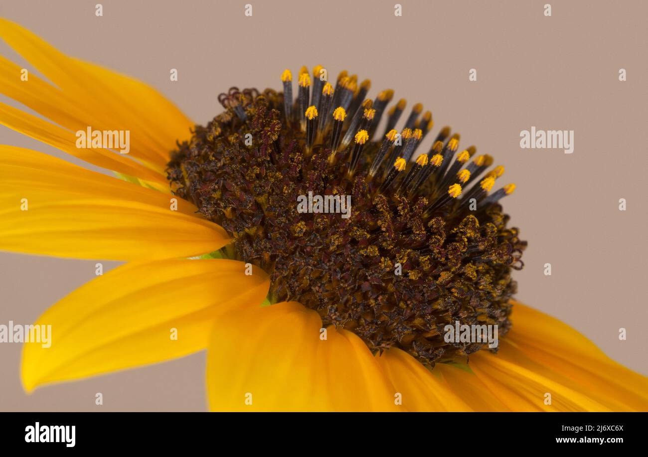 Un girasole selvatico con i fioretti a disco maschio al centro, circondato da un anello di fioretti a disco femmina ricoperti di polline. Foto Stock