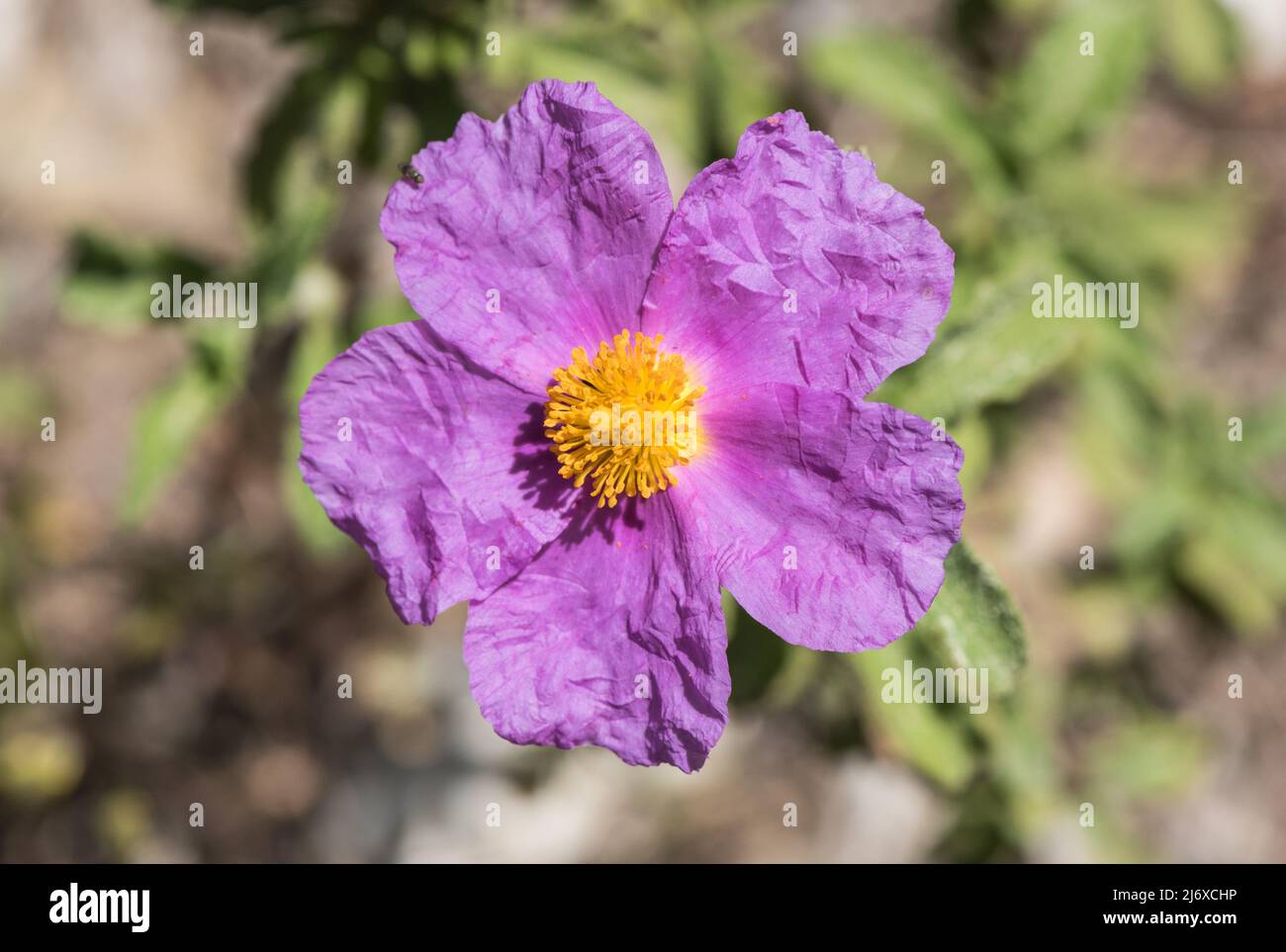 Fiori di Cistus creticus Foto Stock