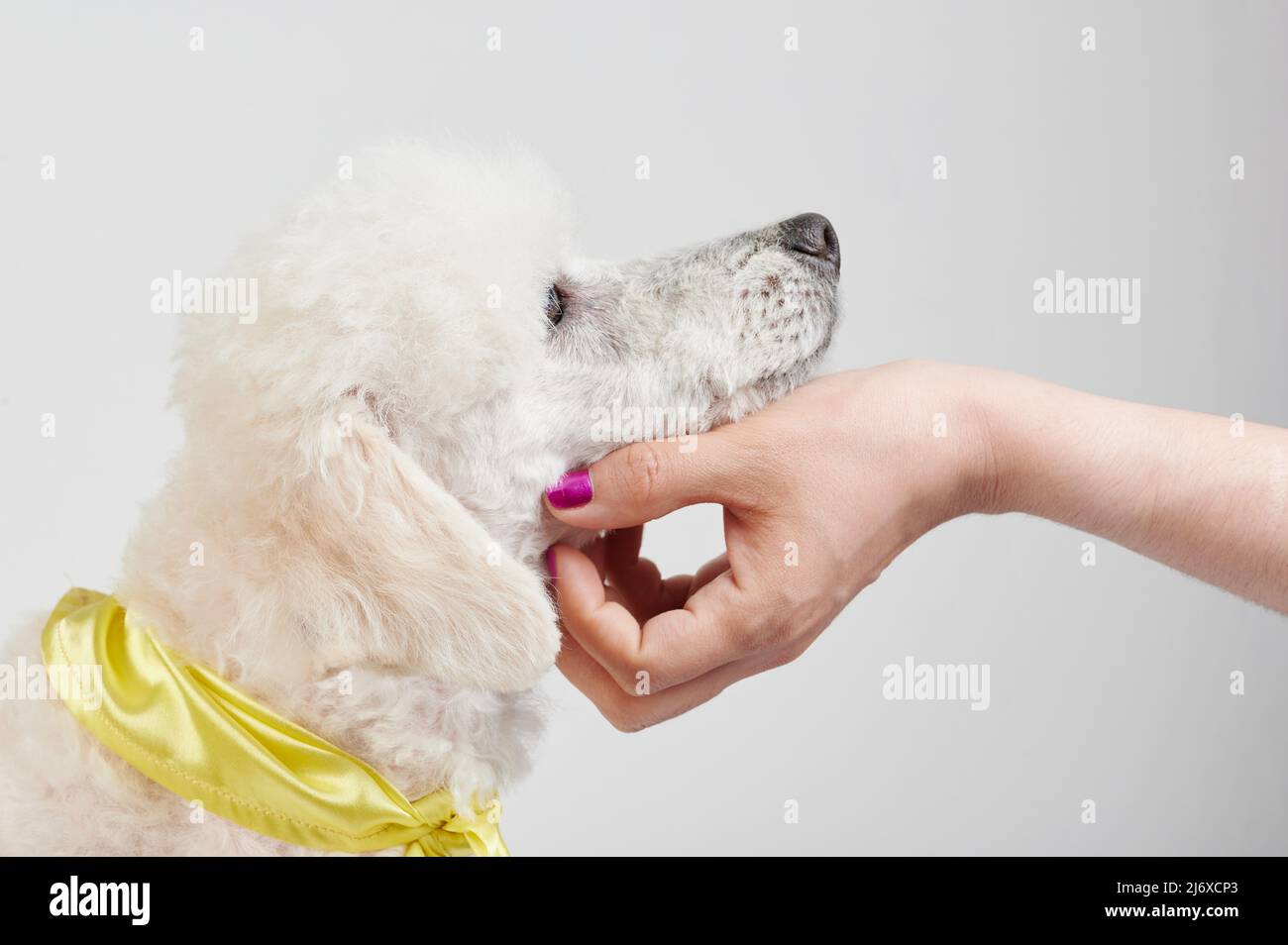 Animali domestici bianco cuccia cane isolato vista laterale. Si prenda cura del cane Foto Stock