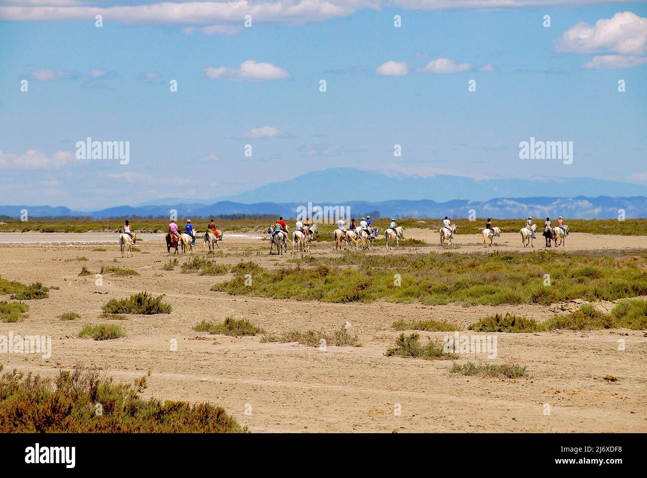 Un gruppo di piloti in crine nella Camargue asciutta vicino a Saintes Maries-de-la-Mer Foto Stock