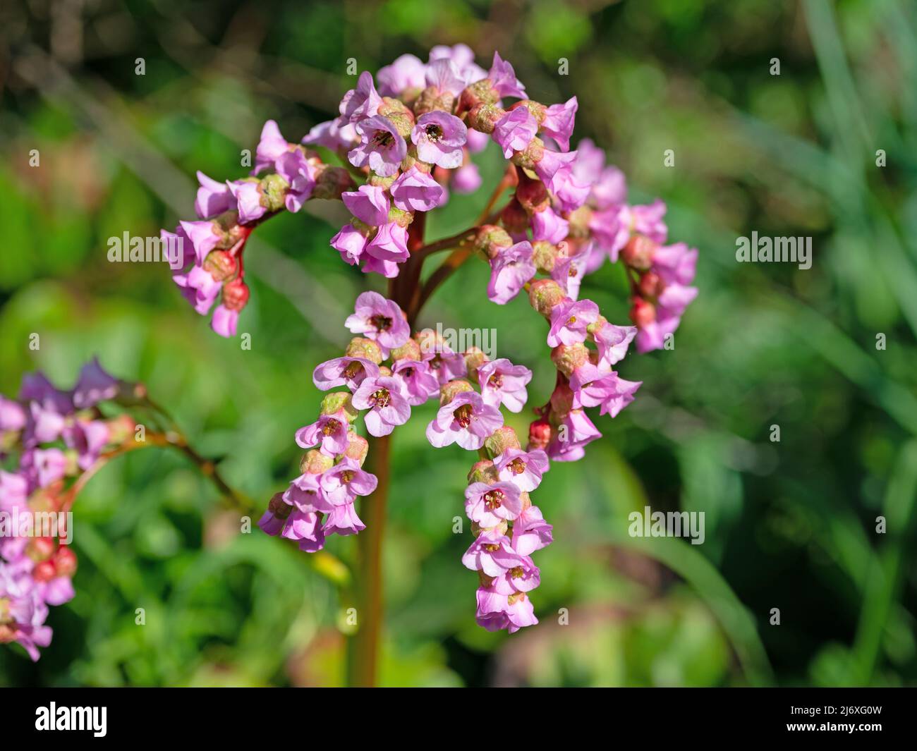 Violetta in fiore bergenia in primavera Foto Stock