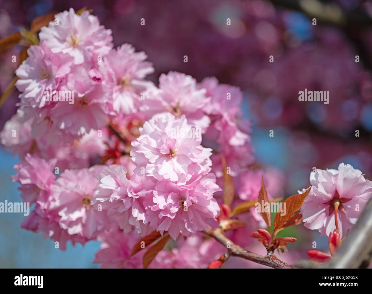 Spicchio giapponese ciliegia, Prunus serrulata, fioritura in primavera Foto Stock