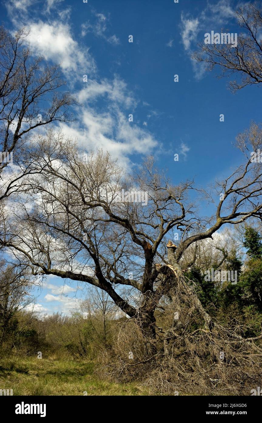 Foto verticale di una quercia centenaria con un ramo rotto in Benasal, foresta di Rivet. Foto Stock