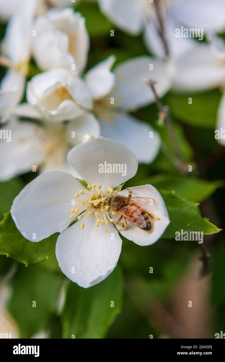 Un'ape occidentale (Apis mellifera) raccoglie il polline da un fiore arancione di Mock (Philadelphus lewisii) in una giornata di sole in un giardino del Pacifico nord-occidentale. Foto Stock