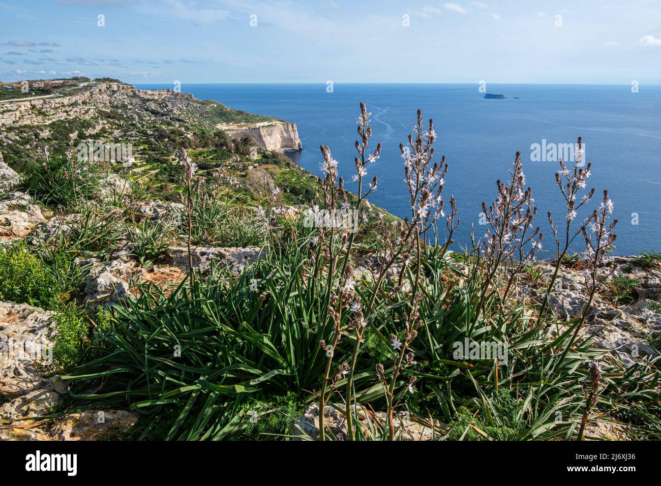 L'asfodel cresce selvaggio sulle scogliere di Dingli e si guarda verso l'isola di Filfla, Malta Foto Stock