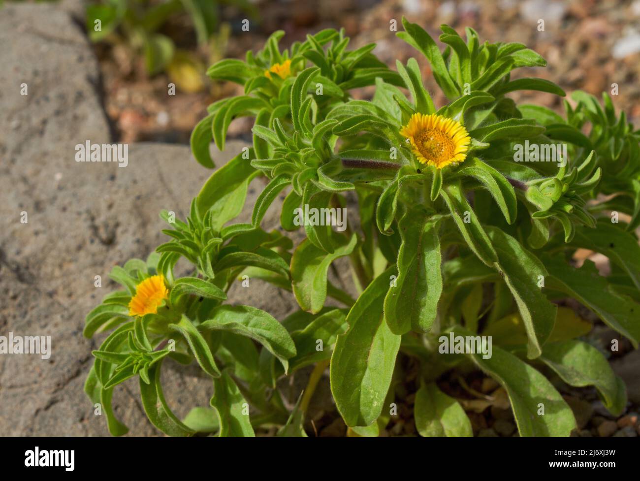 Asteriscus aquaticus, una pianta mediterranea con fiori gialli Foto Stock