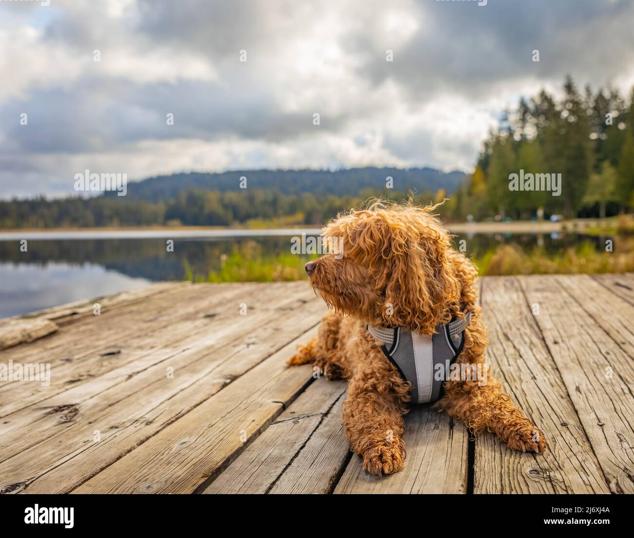 Cavapoo cane nel parco, misto, razza di Cavalier re Charles Spaniel e Poodle. Foto di strada, messa a fuoco selettiva, nessuna gente Foto Stock