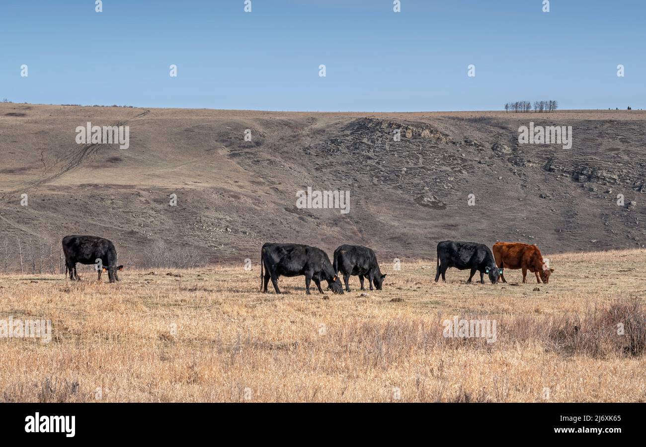 Una mandria di bestiame al pascolo in piedi su una cresta vicino alla città di Cochrane, Alberta, Canada Foto Stock