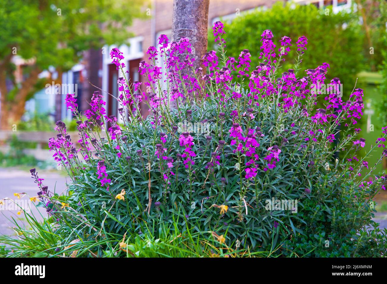 Piccoli giardini della città intorno ai piedi di un albero. Giardino del tronco dell'albero per conto dell'ambiente urbano e dell'adattamento di clima nella città di Groningen. Foto Stock